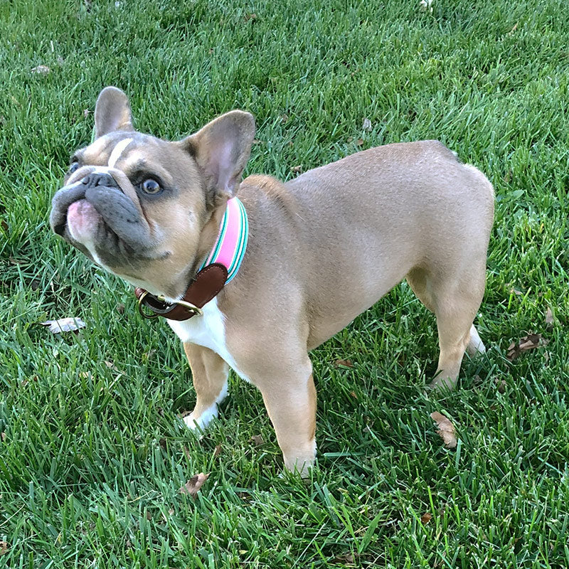 Barrons-Hunter Collars & Leashes for Pets